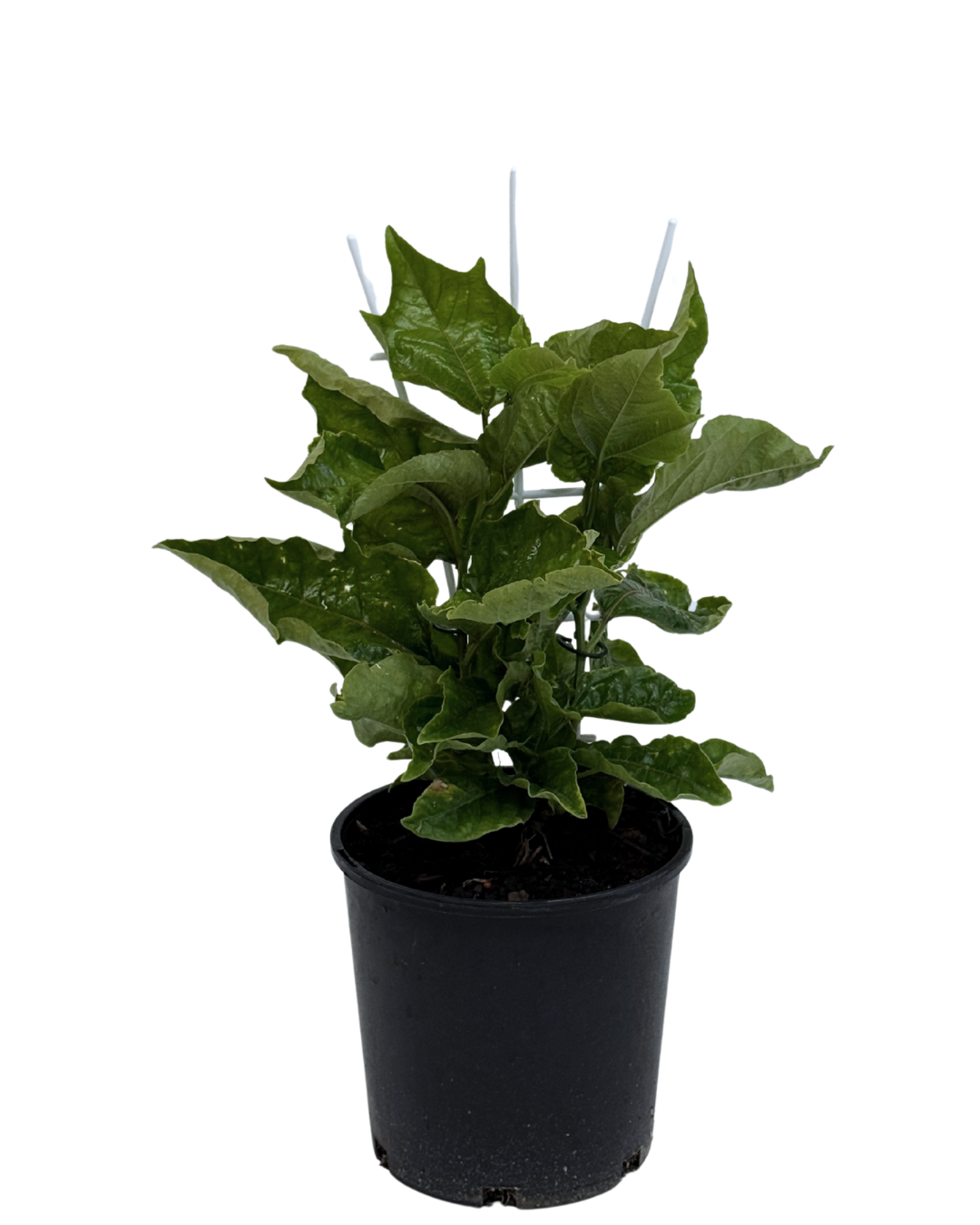 Passionfruit Panama Red