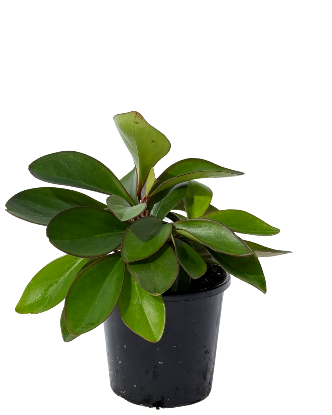 Peperomia Clusifolia