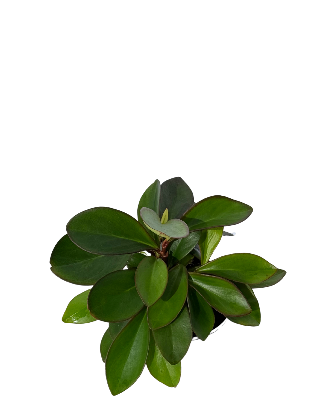 Peperomia Clusifolia