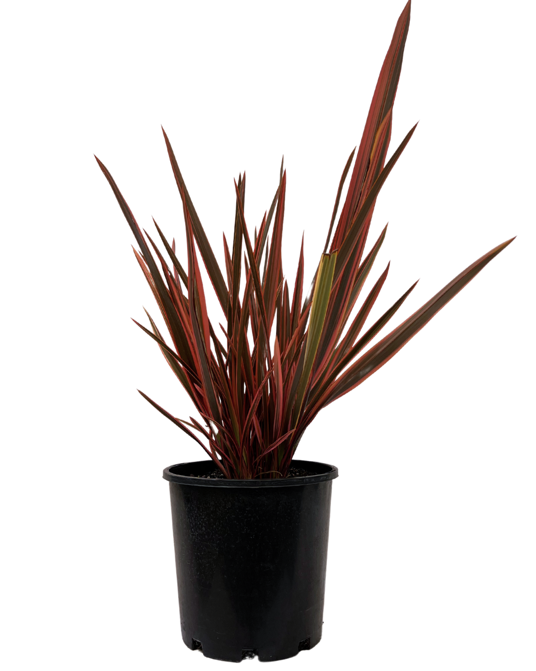 Phormium - Chief