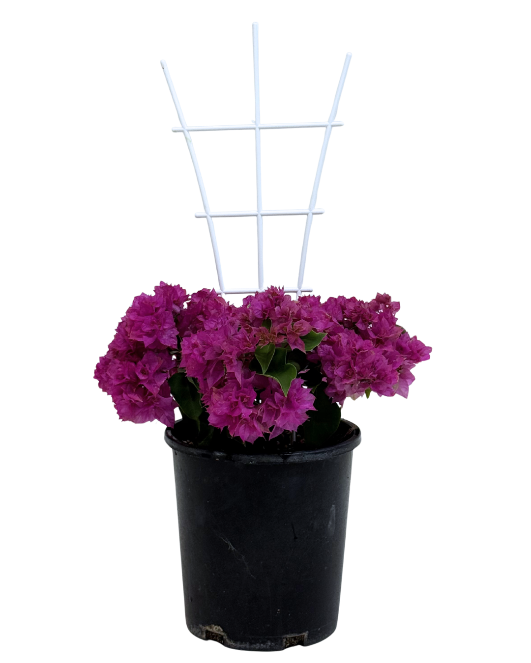 Bougainvillea Pagoda Pink