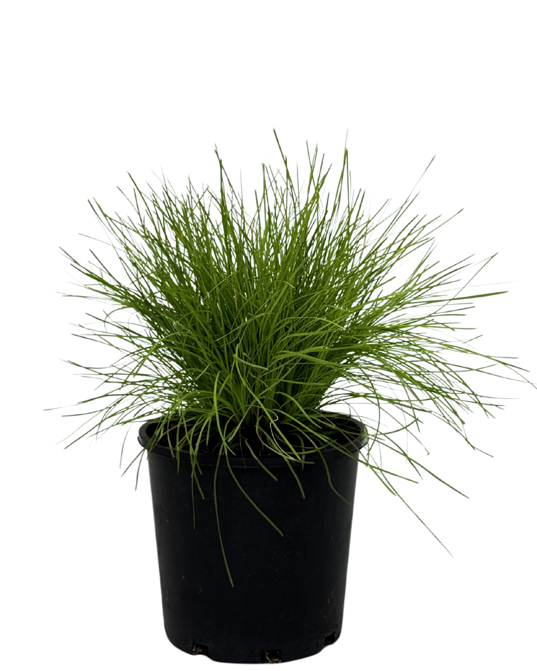 Lomandra Little Con