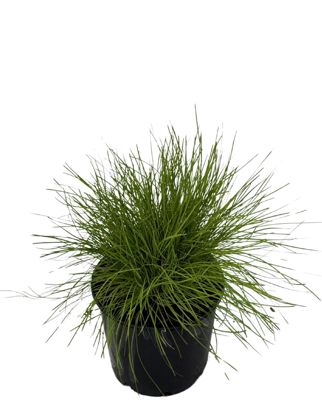 Lomandra Little Con