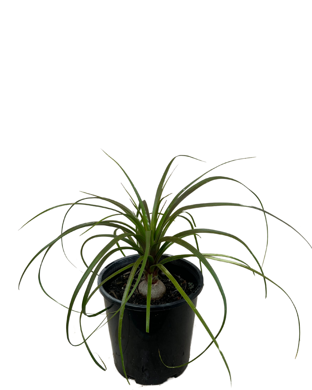 Ponytail Palm - Beaucarnea Recurvata