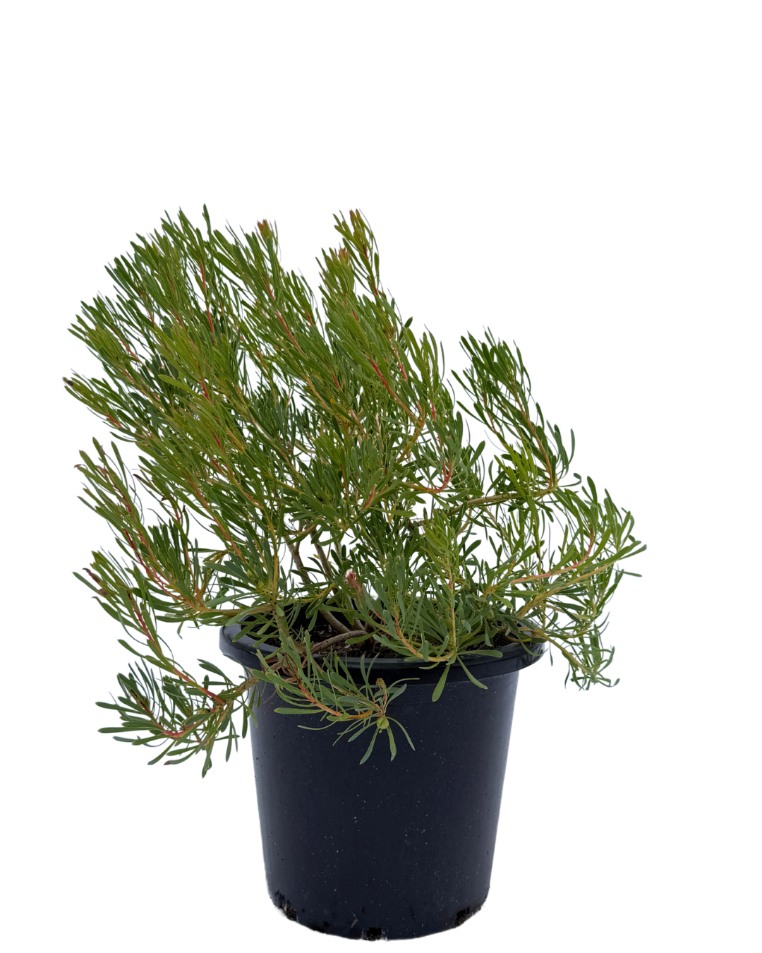 Protea Scolymocephala