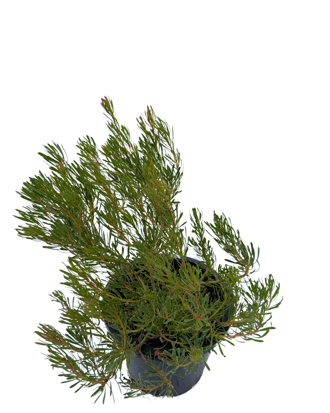 Protea Scolymocephala