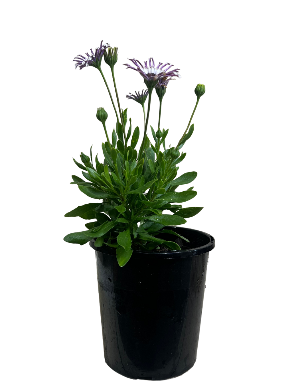 Arican Daisy - Osteospermum Power Packed Spider White