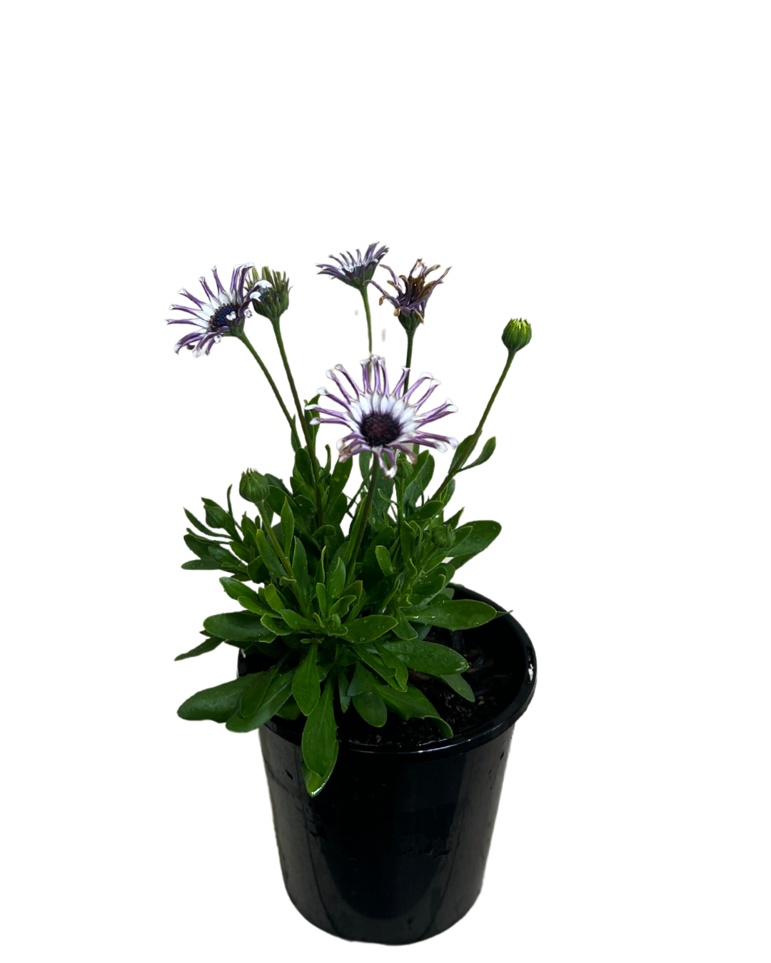 Arican Daisy - Osteospermum Power Packed Spider White