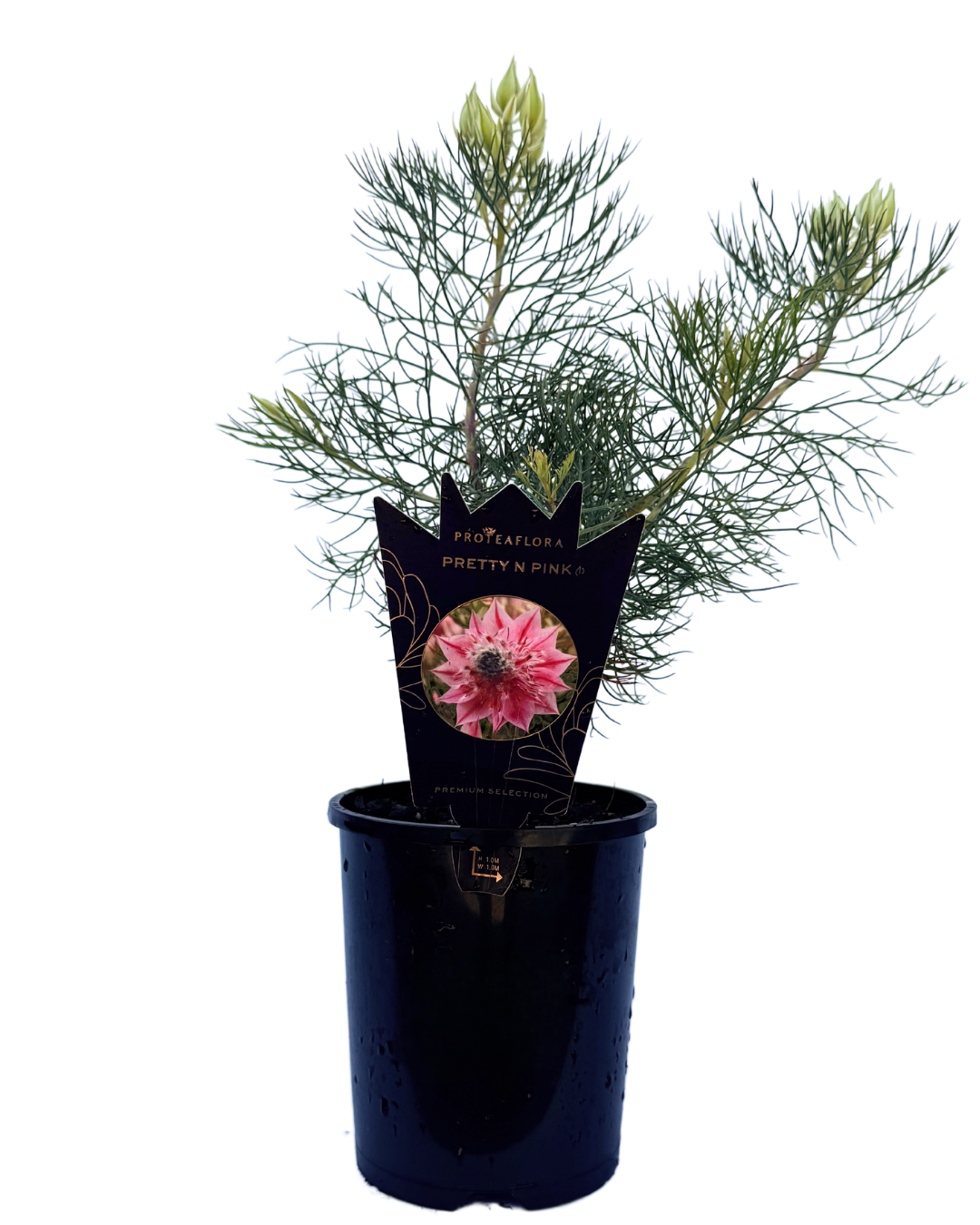 Serruria Pretty in Pink