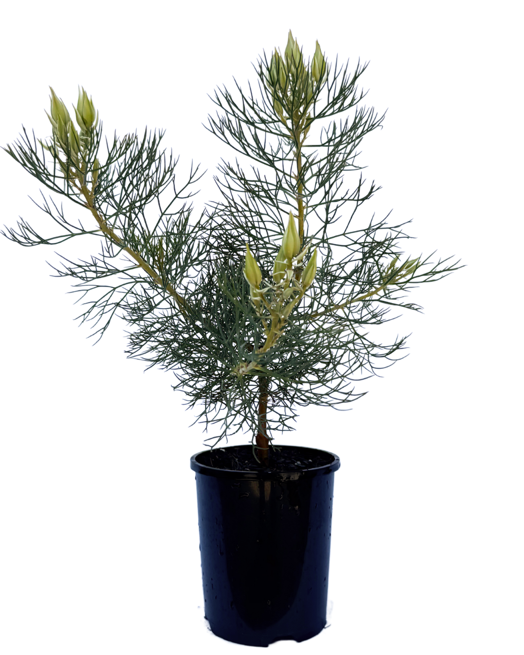 Serruria Pretty in Pink