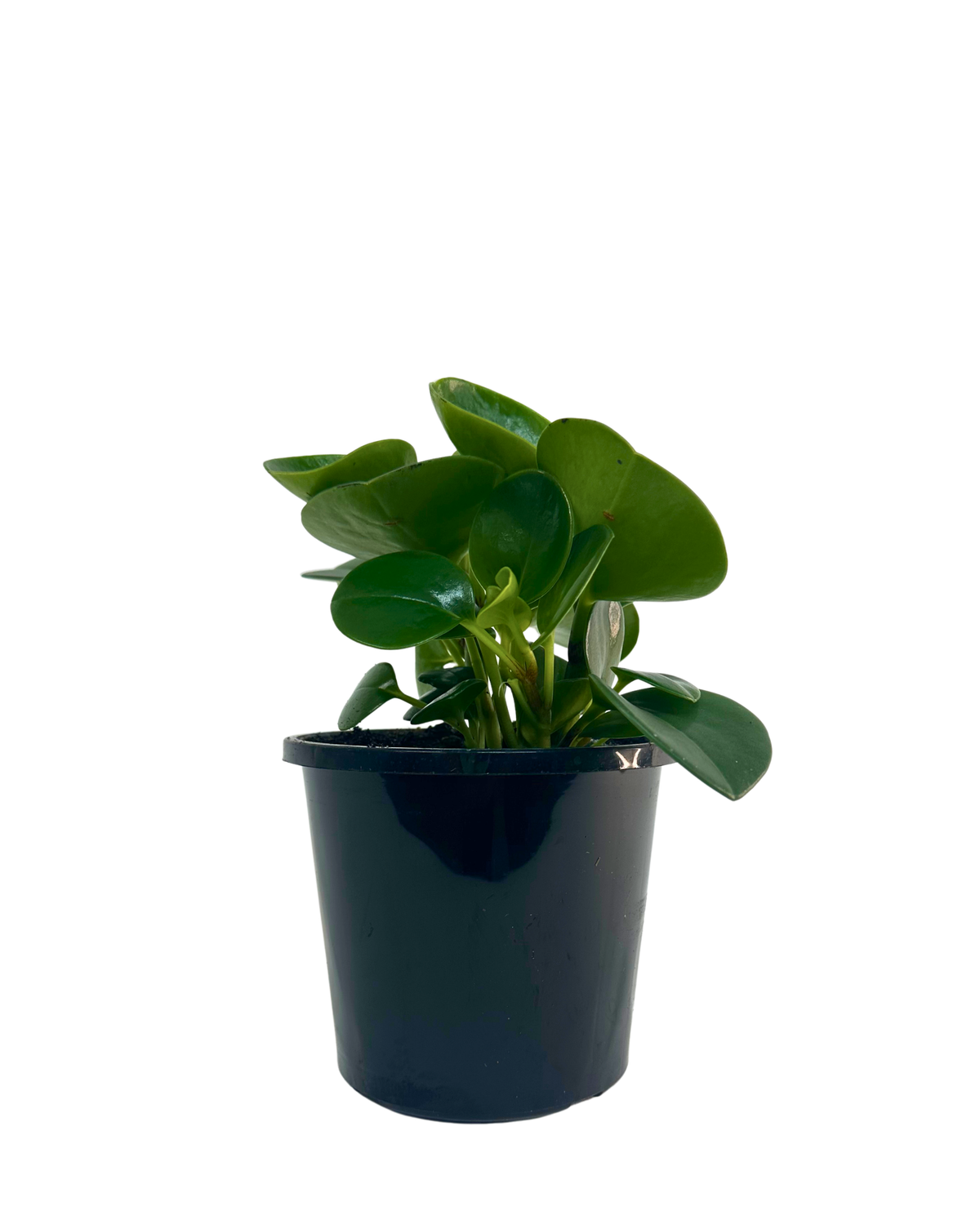 Peperomia Obtusifolia Jade