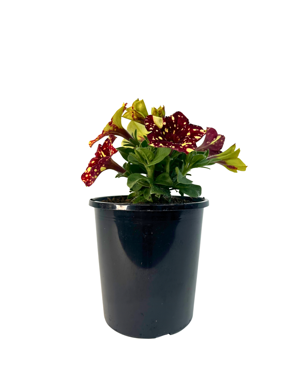 Petunia Festive Sky