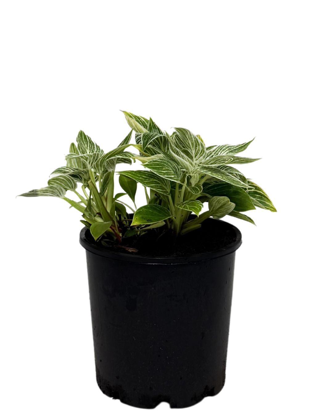Philodendron Birkin