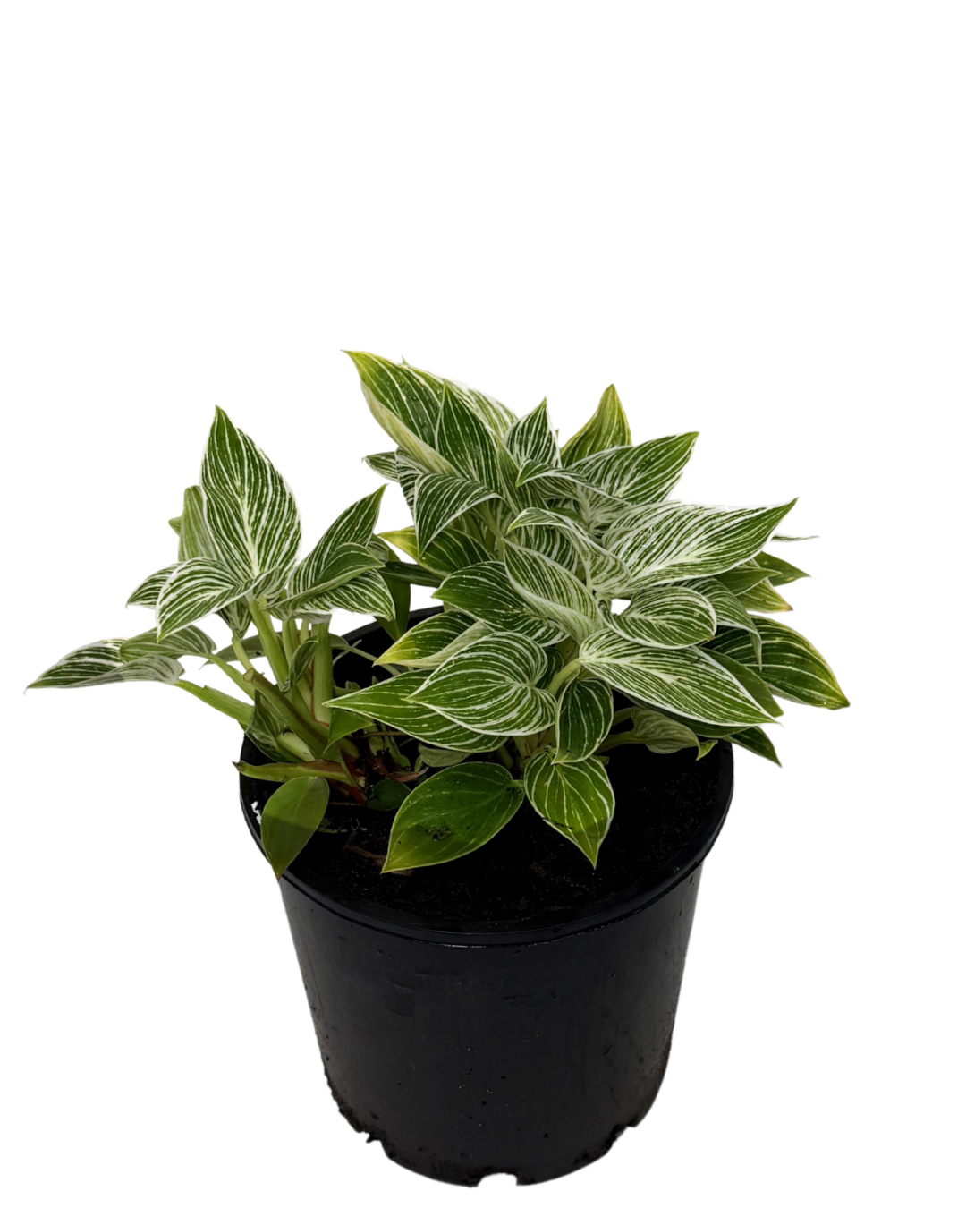 Philodendron Birkin