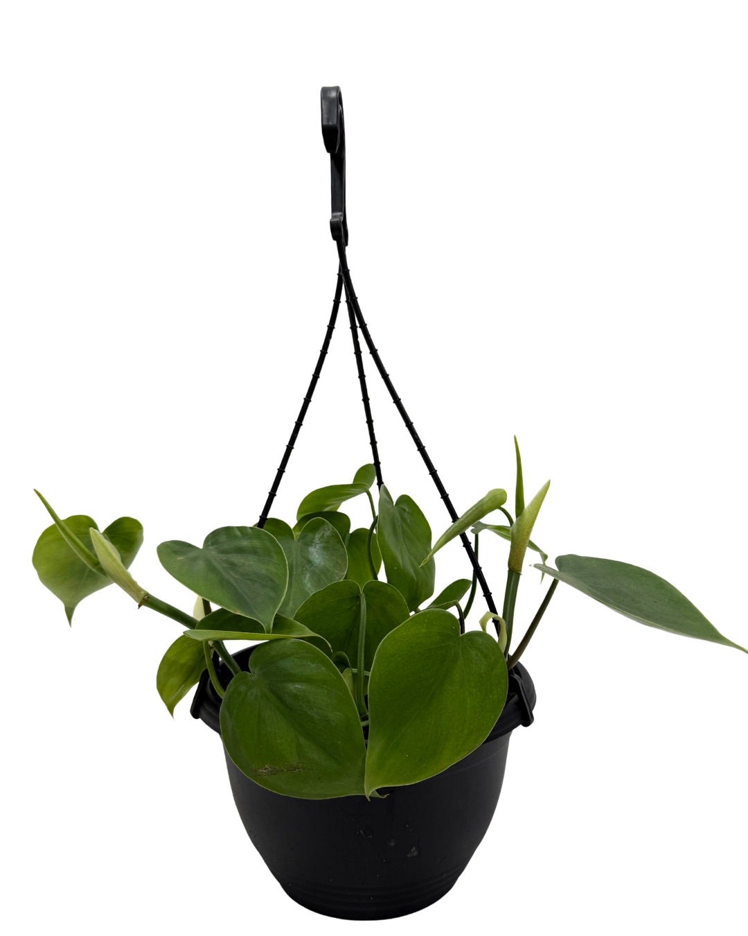 Philodendron Cordatum - Hanging Basket | Indoor Plant Perth