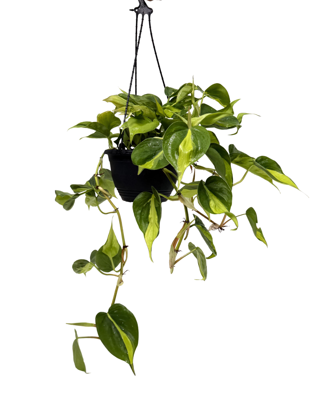 Philodendron Brazil - Hanging Basket