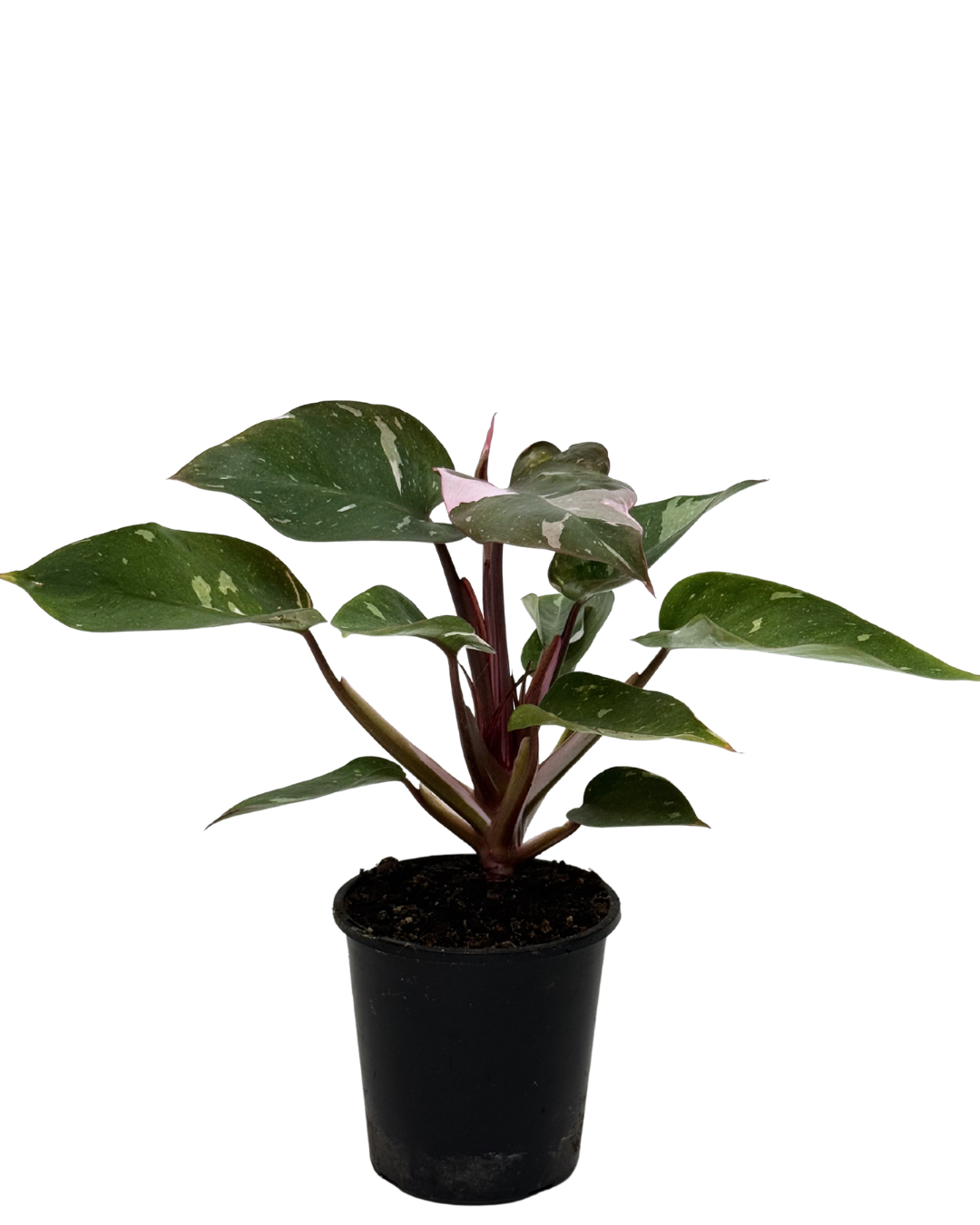 Philodendron Pink Princess | Indoor Plant Perth