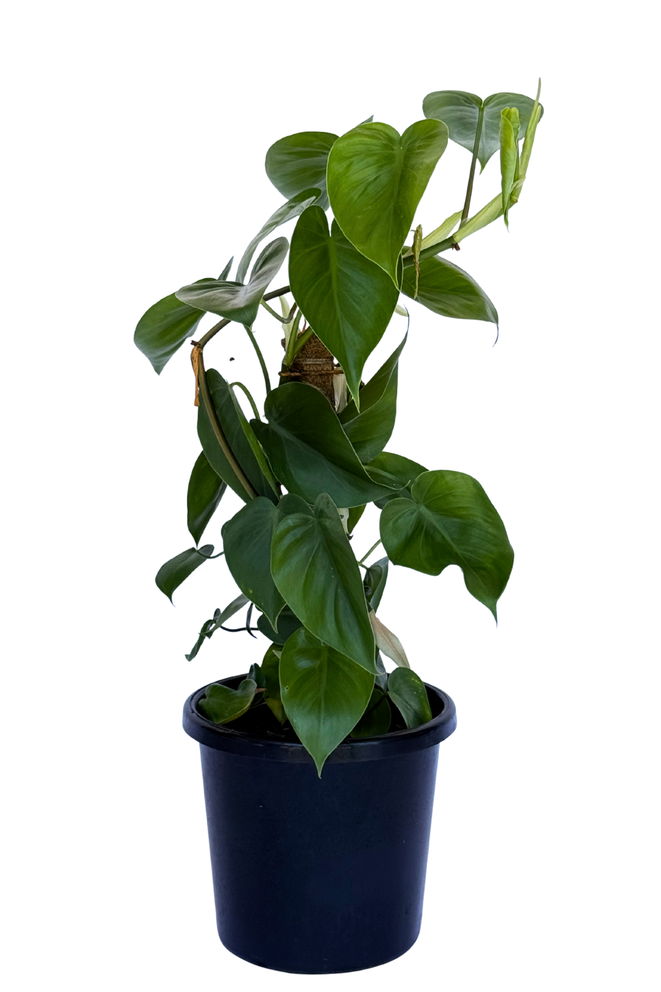 Philodendron Cordatum - Totem