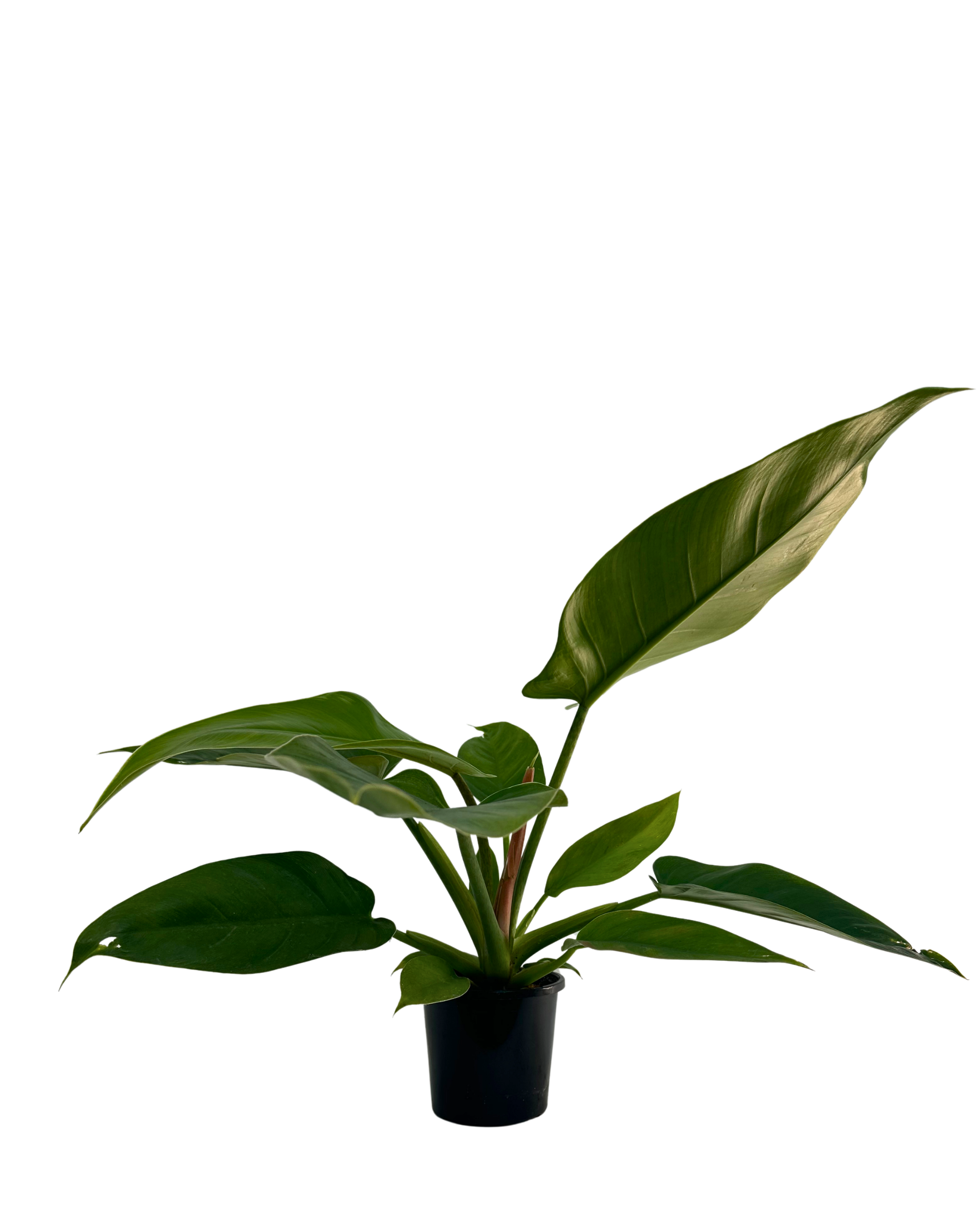 Philodendron Imperial Green