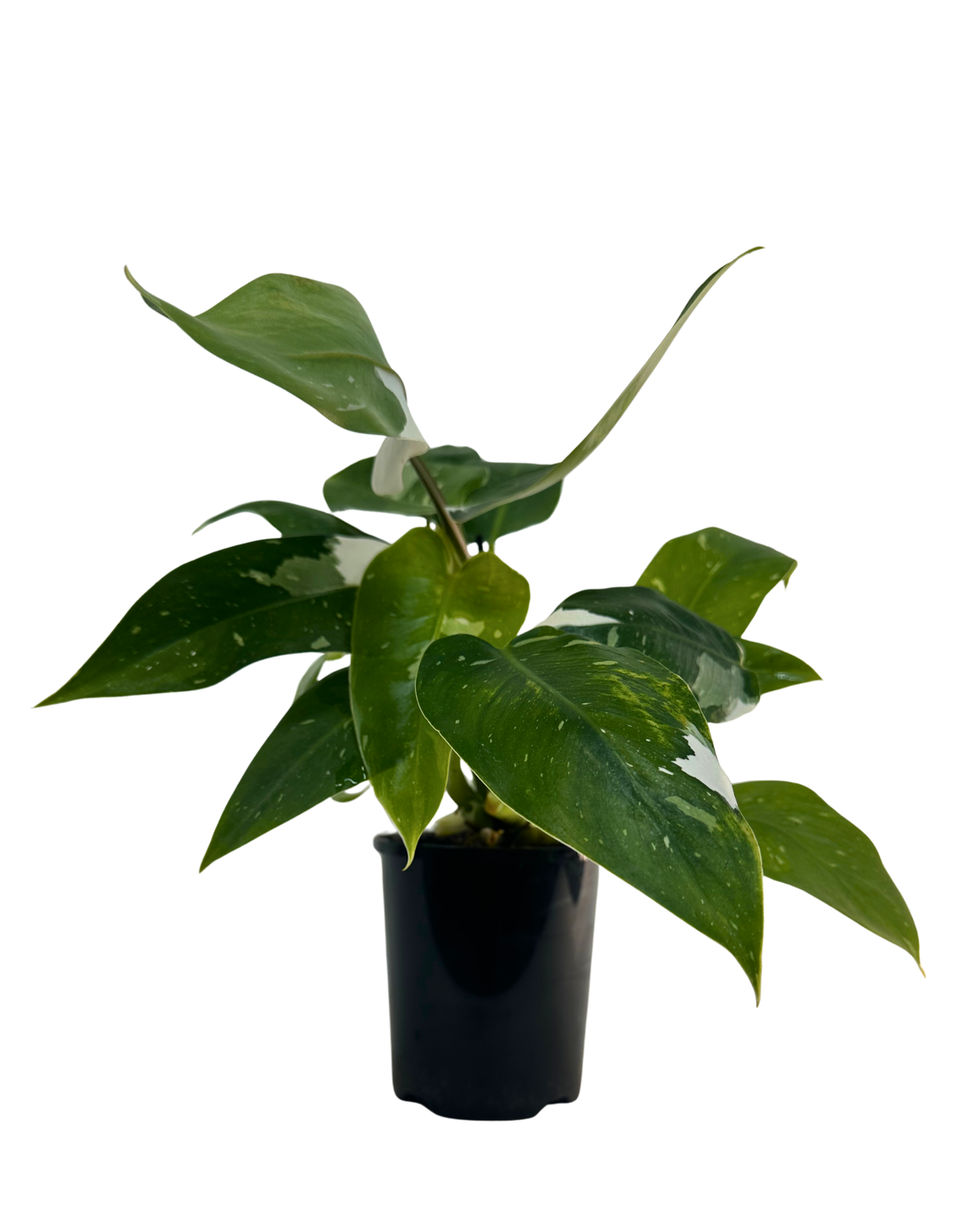 Philodendron White Wizard