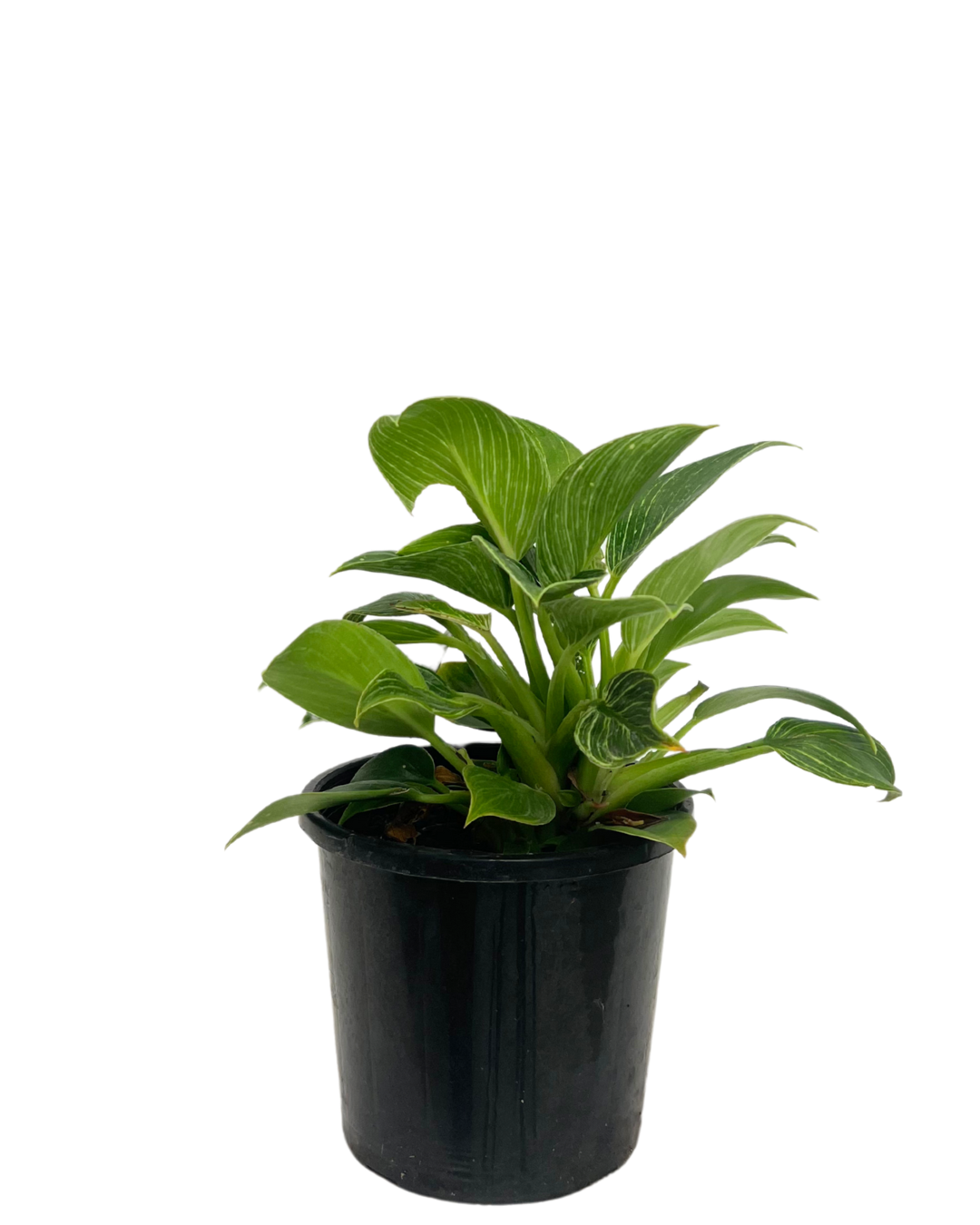 Philodendron Birkin