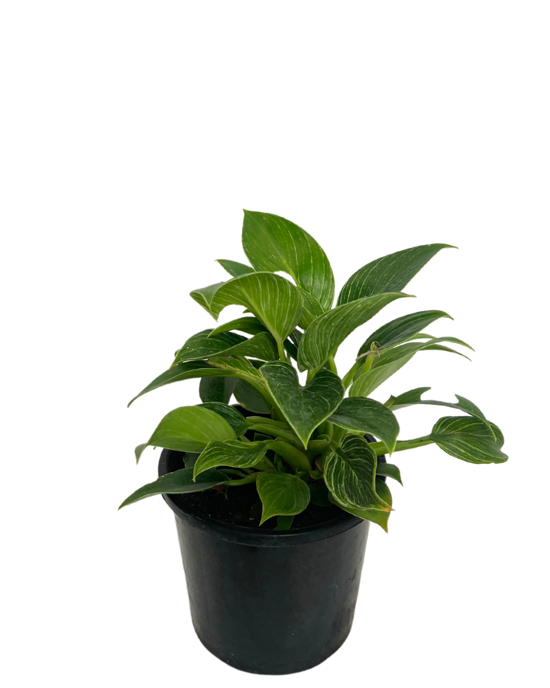 Philodendron Birkin