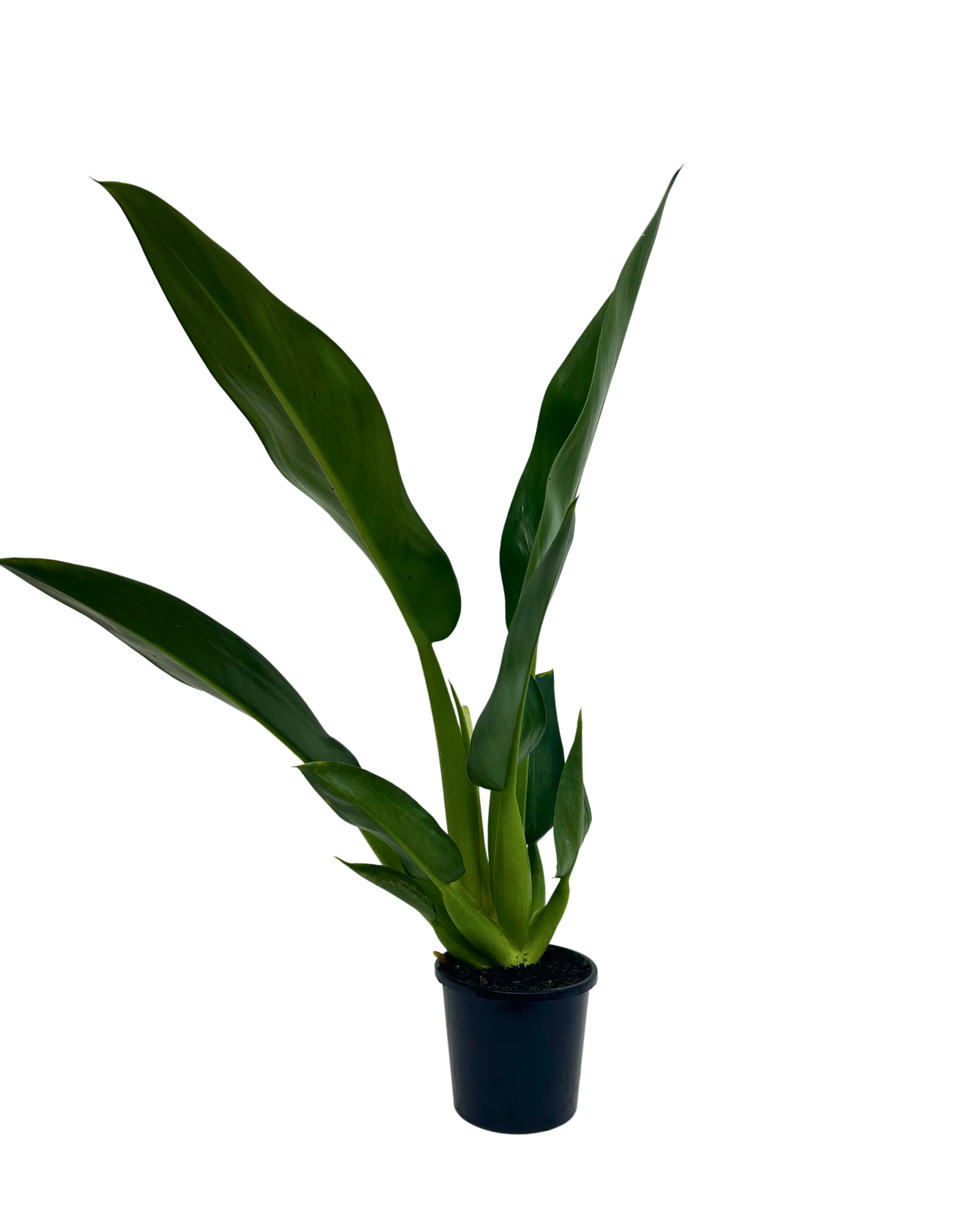 Philodendron Fat Boy