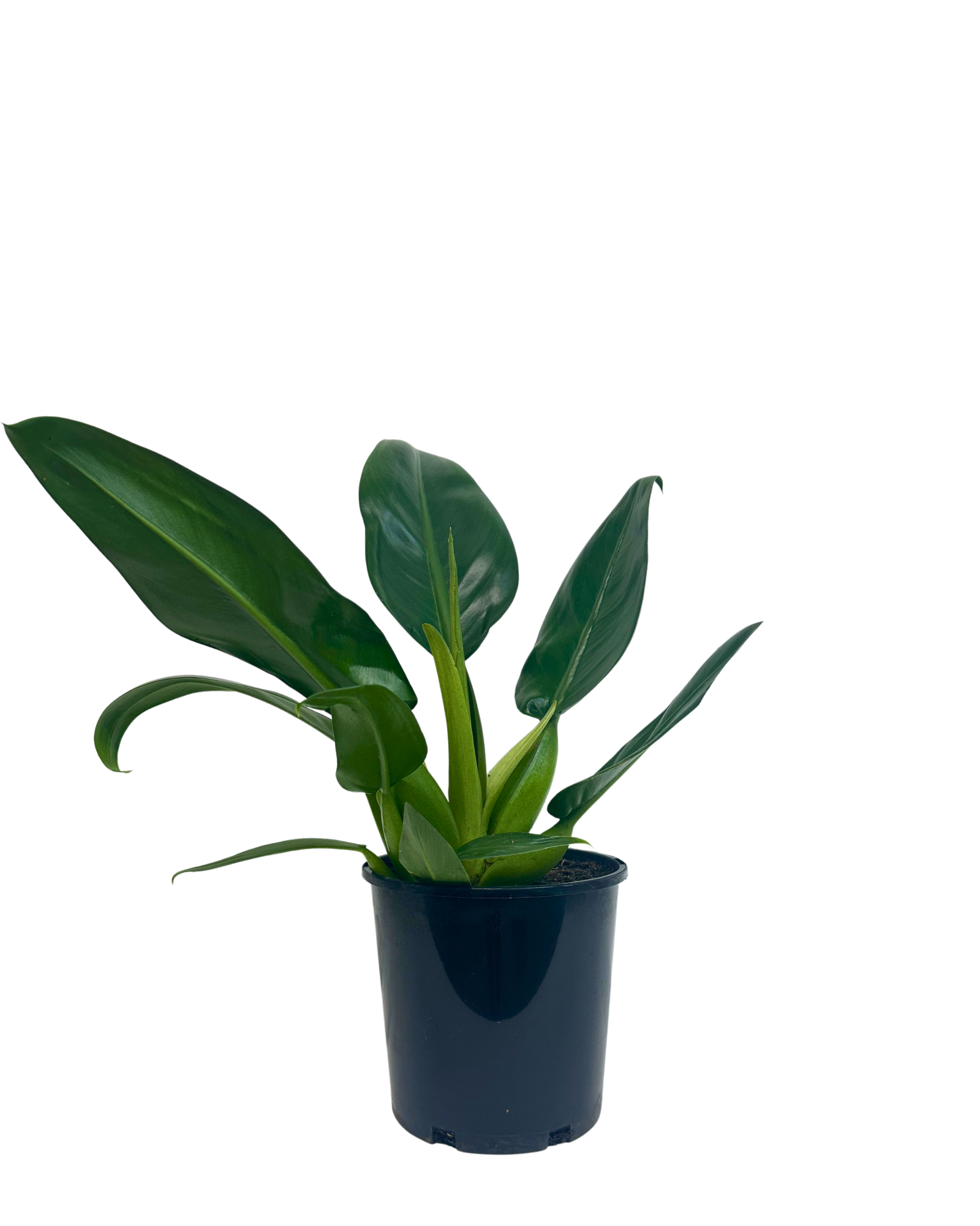 Philodendron Fat Boy
