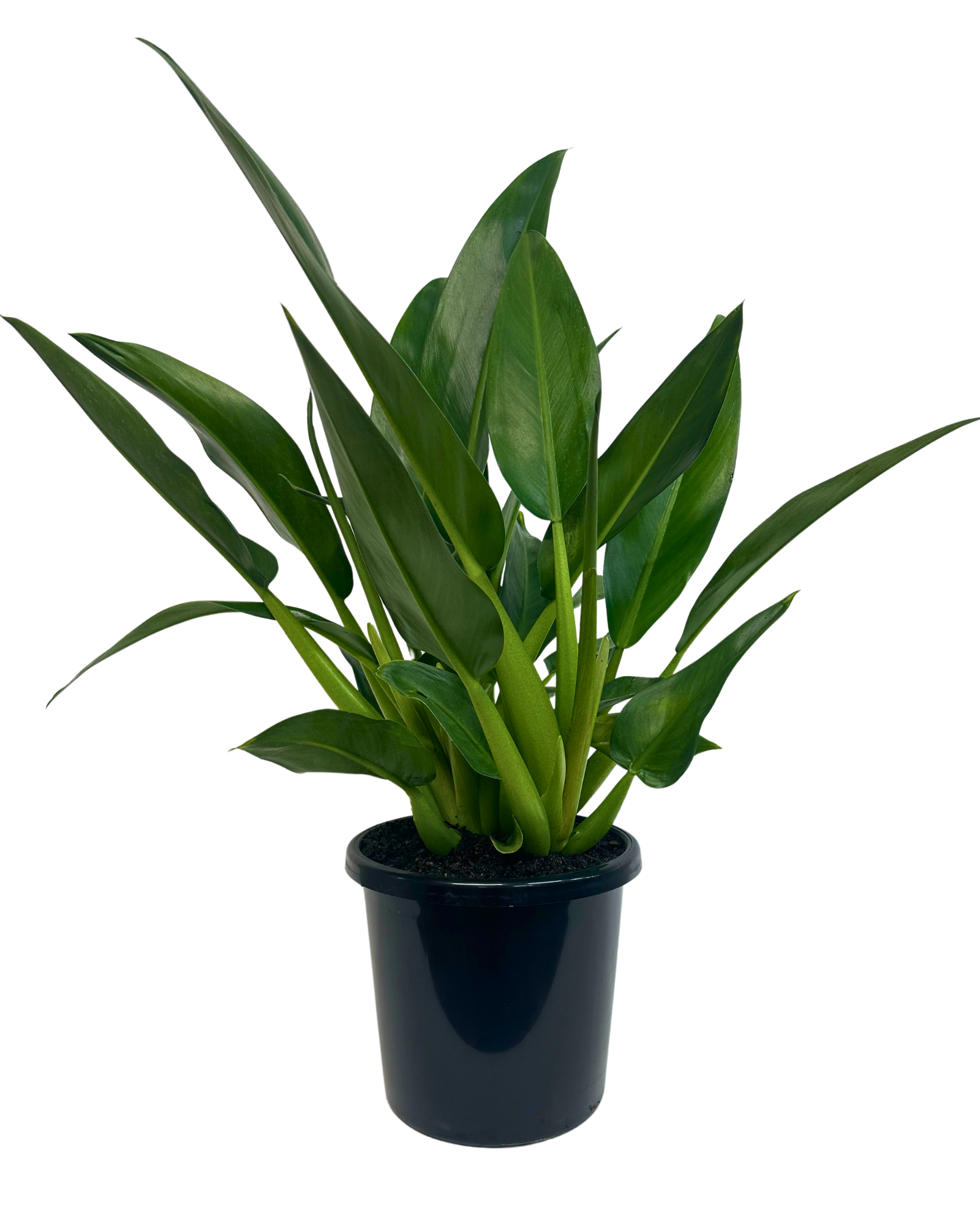 Philodendron Fat Boy