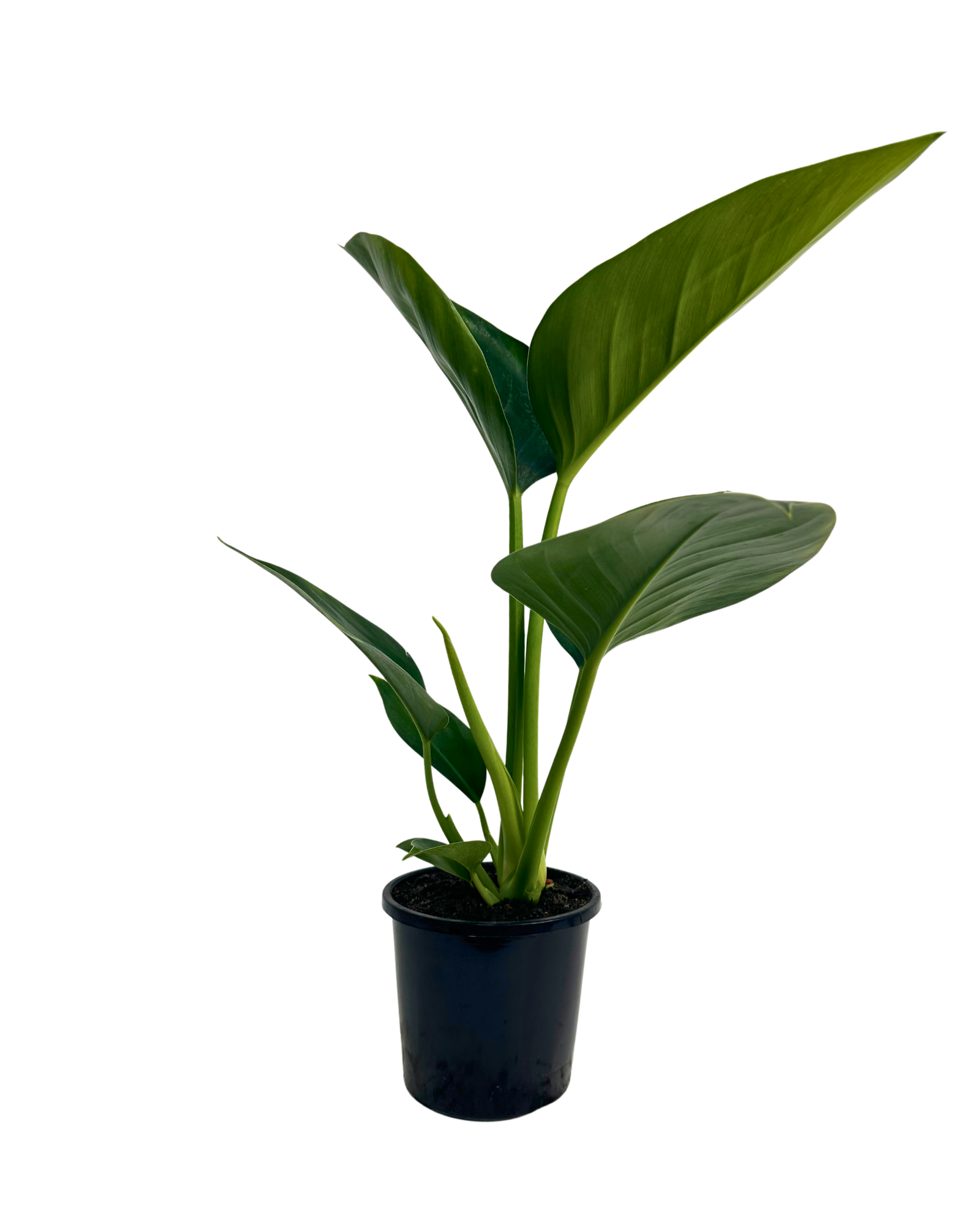 Philodendron Green Princess