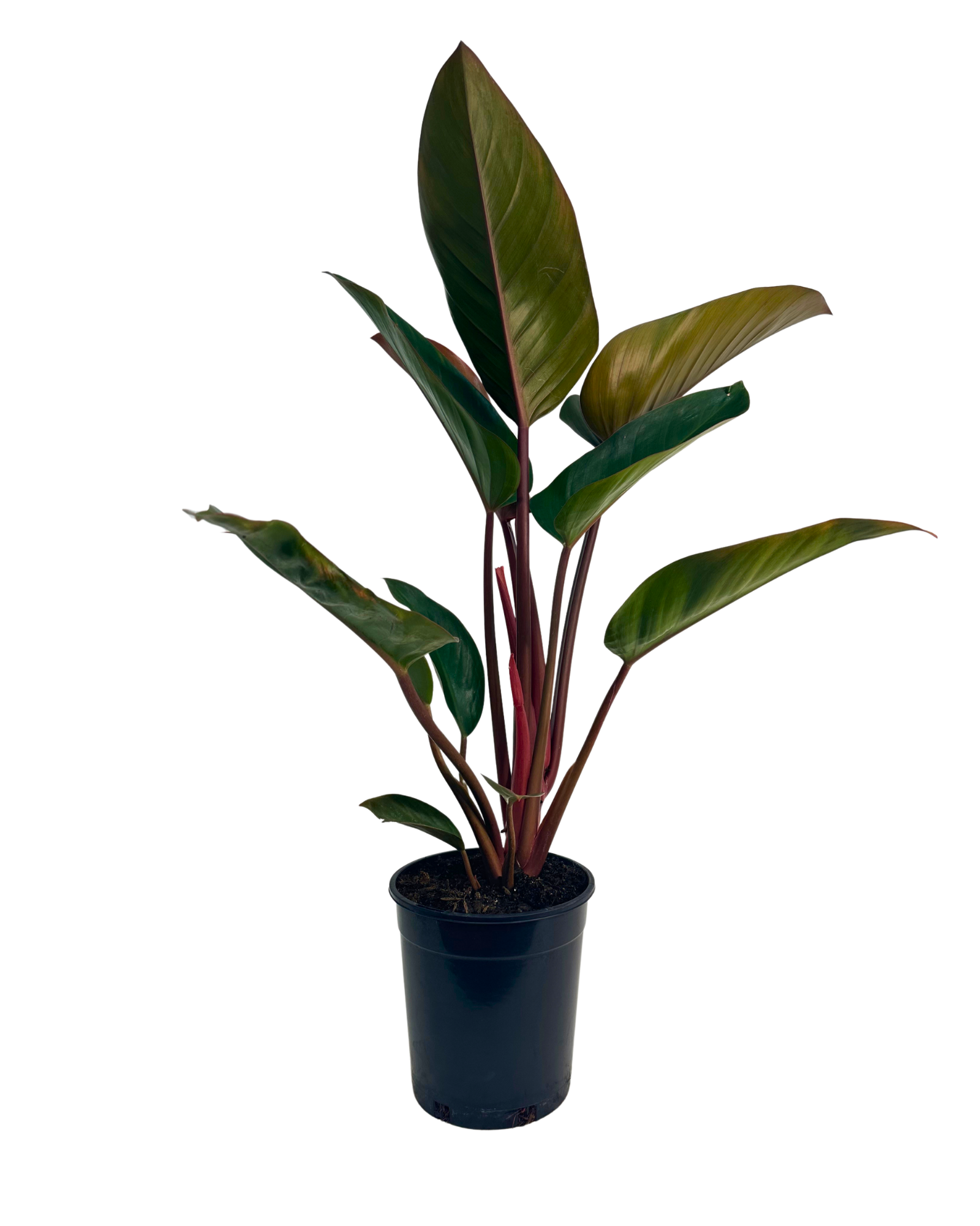 Philodendron Rojo Congo