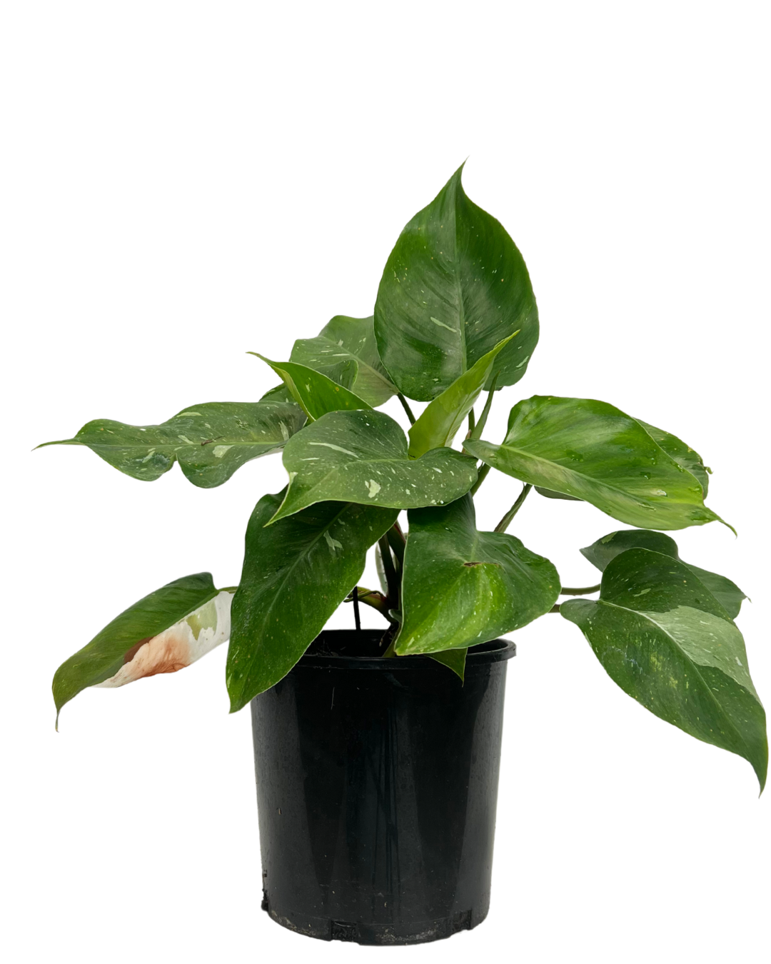 Philodendron White Princess