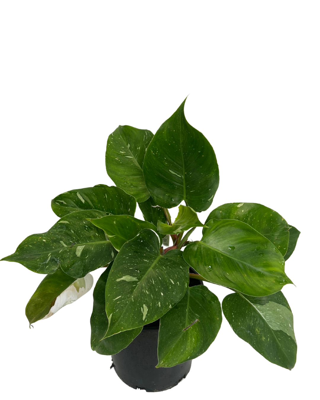 Philodendron White Princess
