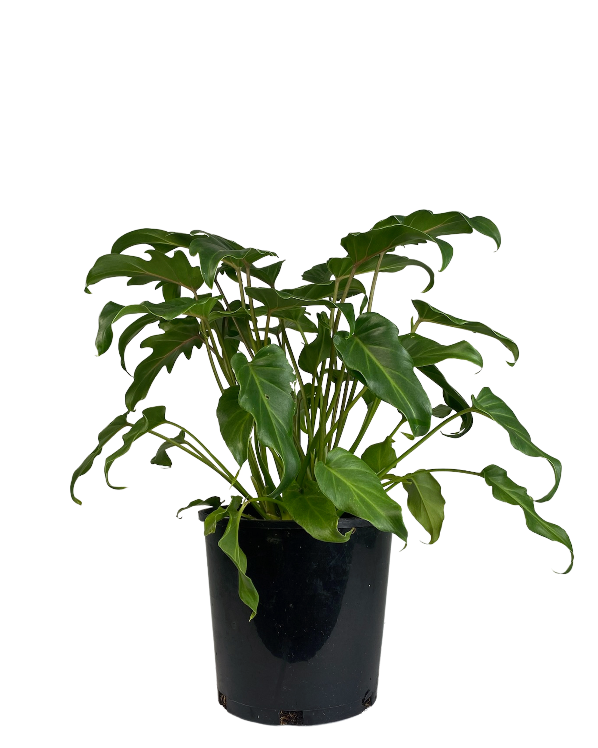 buy philodendron xanadu sydney Philodendron Xanadu | Indoor Plant Perth