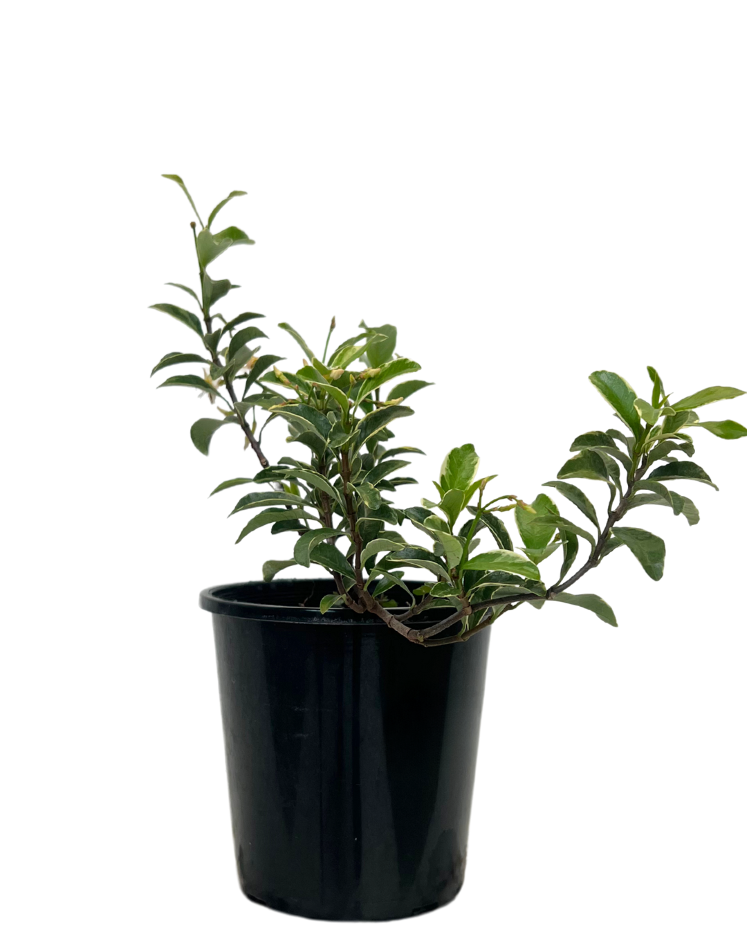 Trachelospermum Pink Variegated