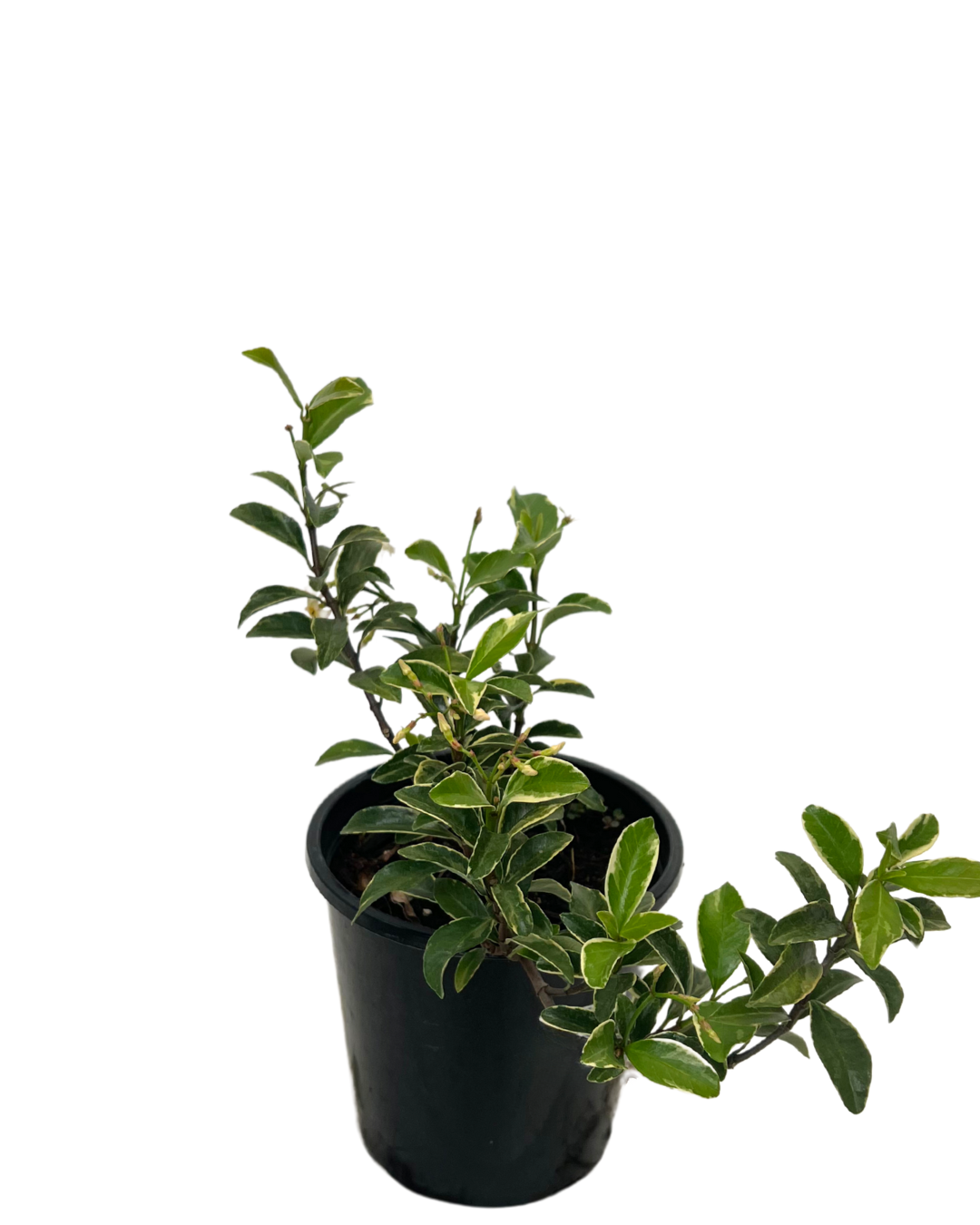 Trachelospermum Pink Variegated