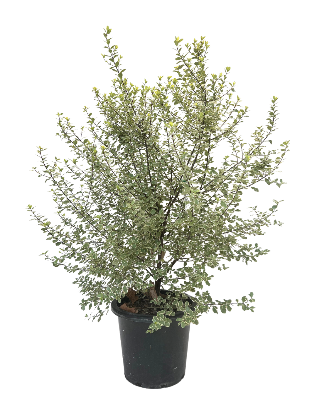 Pittosporum Screenmaster Variegated