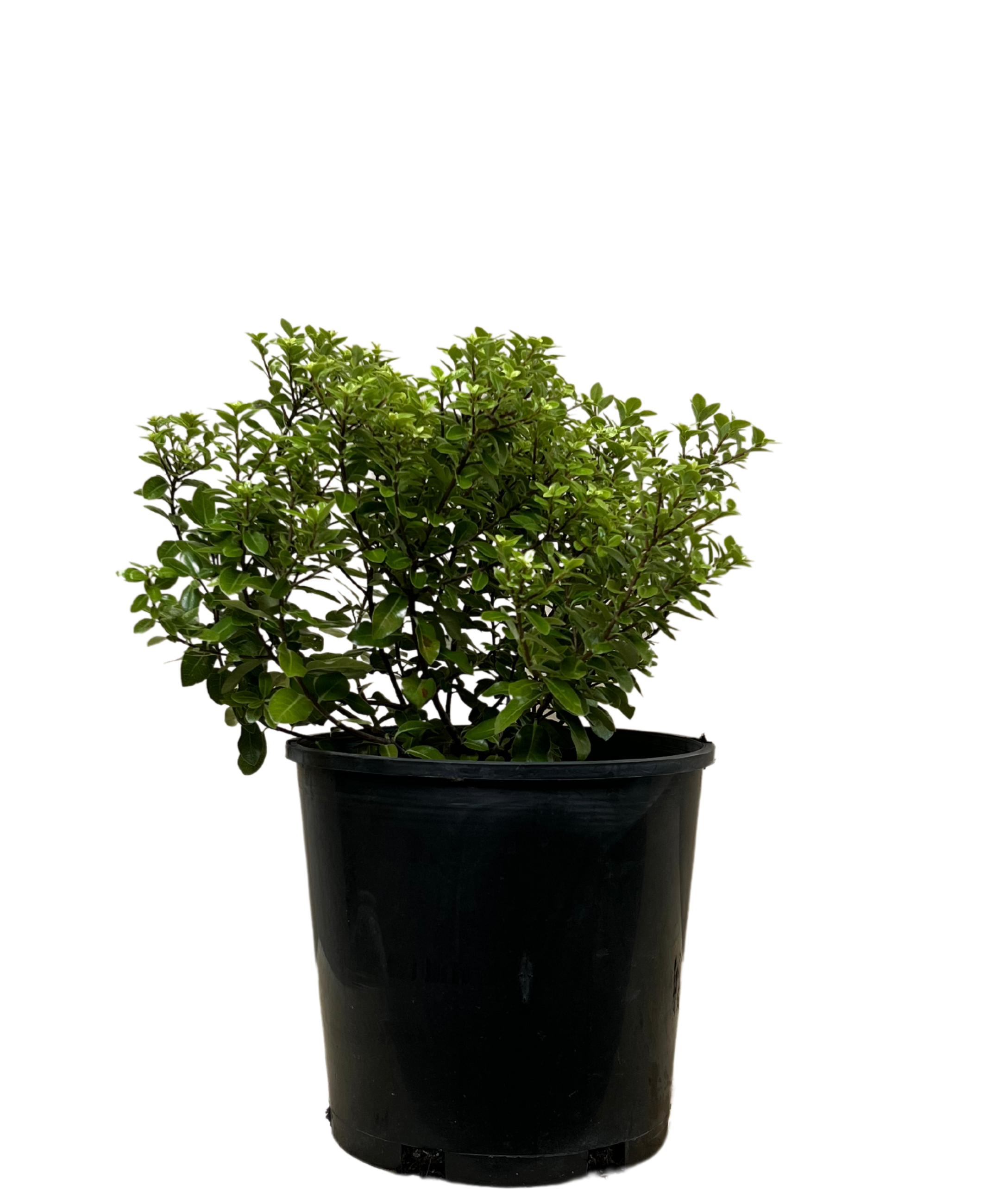 Pittosporum Golf Ball