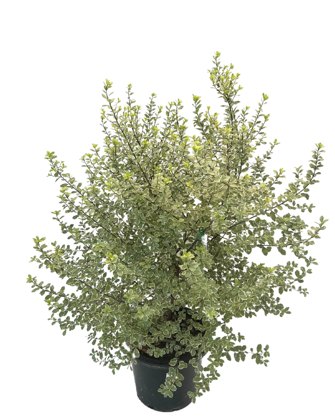 Pittosporum Screenmaster Variegated