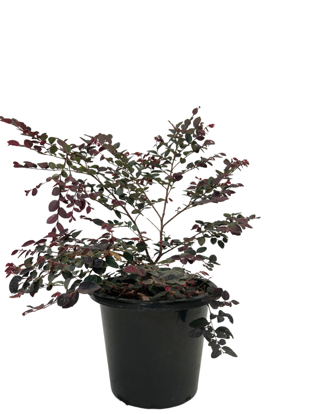 Loropetalum Plum Gorgeous