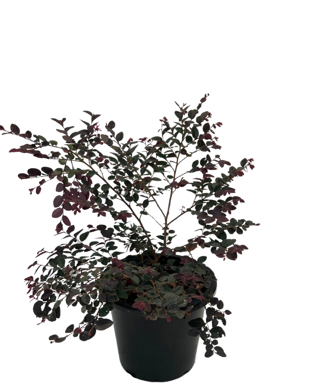 Loropetalum Plum Gorgeous