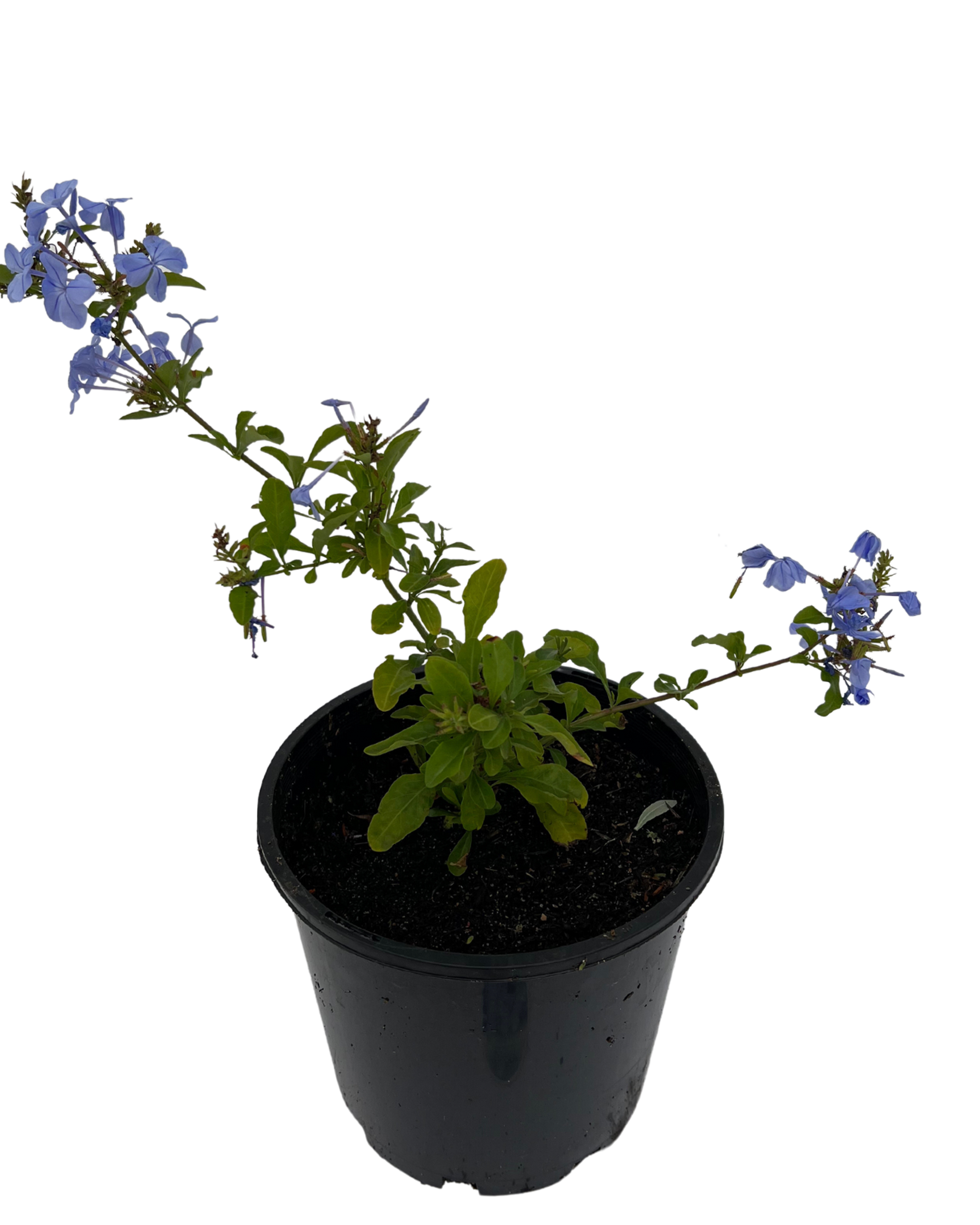 Plumbago Auriculata Royal Cape