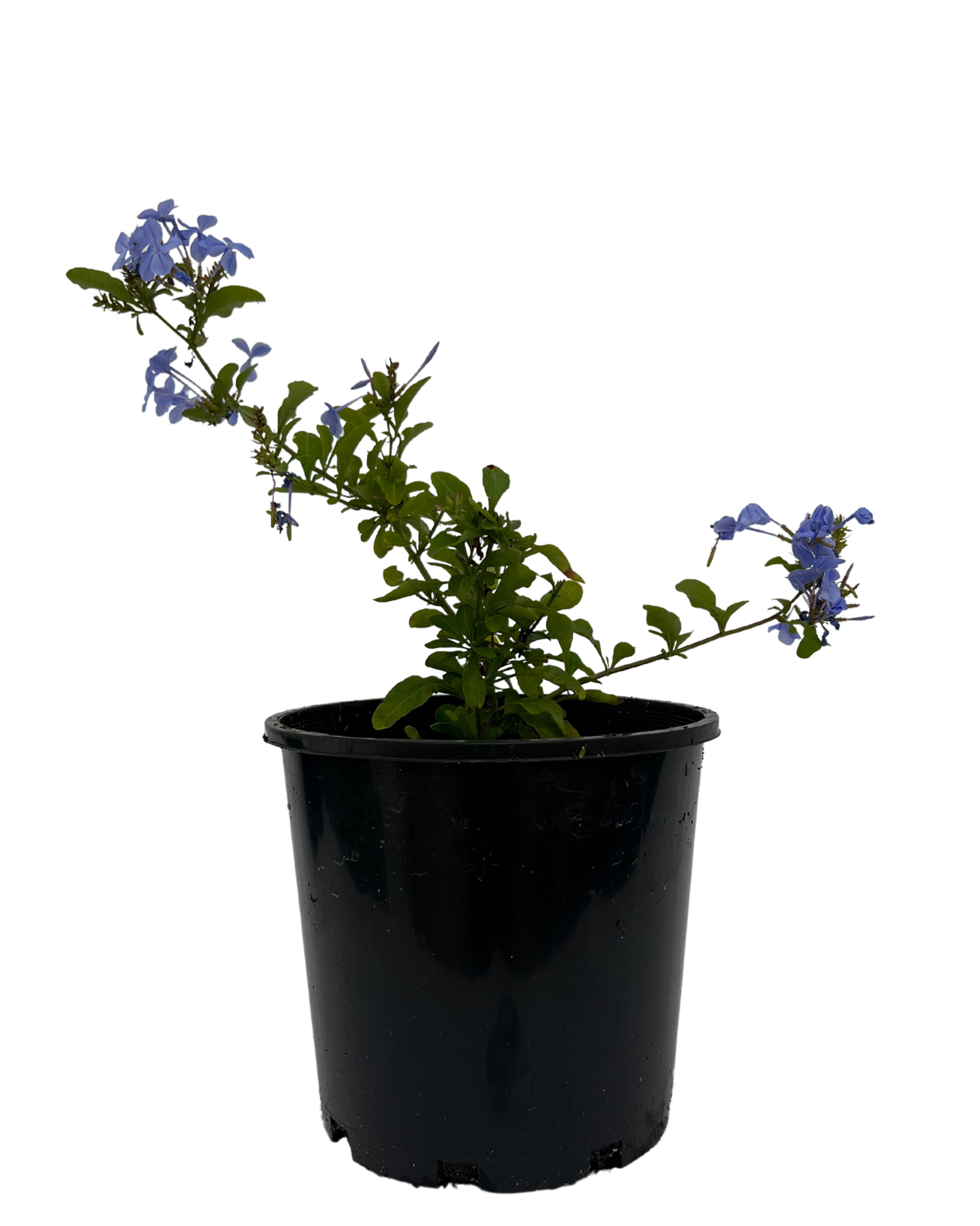 Plumbago Auriculata Royal Cape