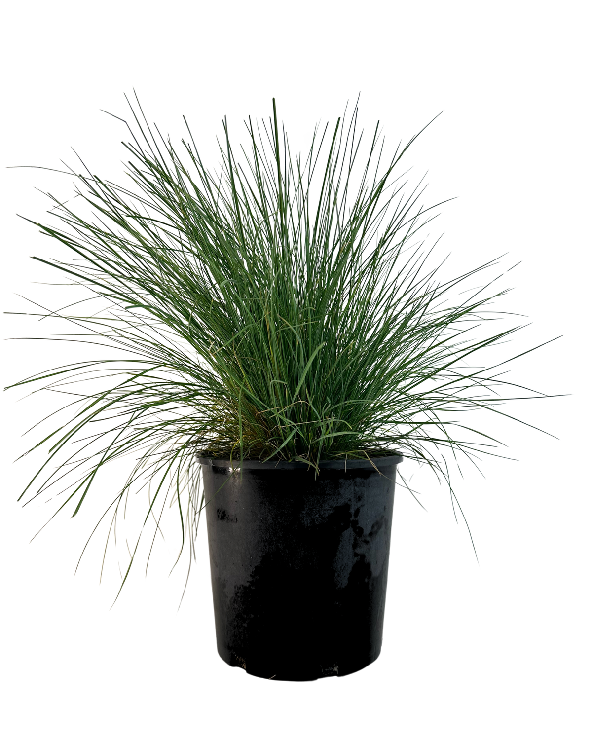 Poa Sieberiana