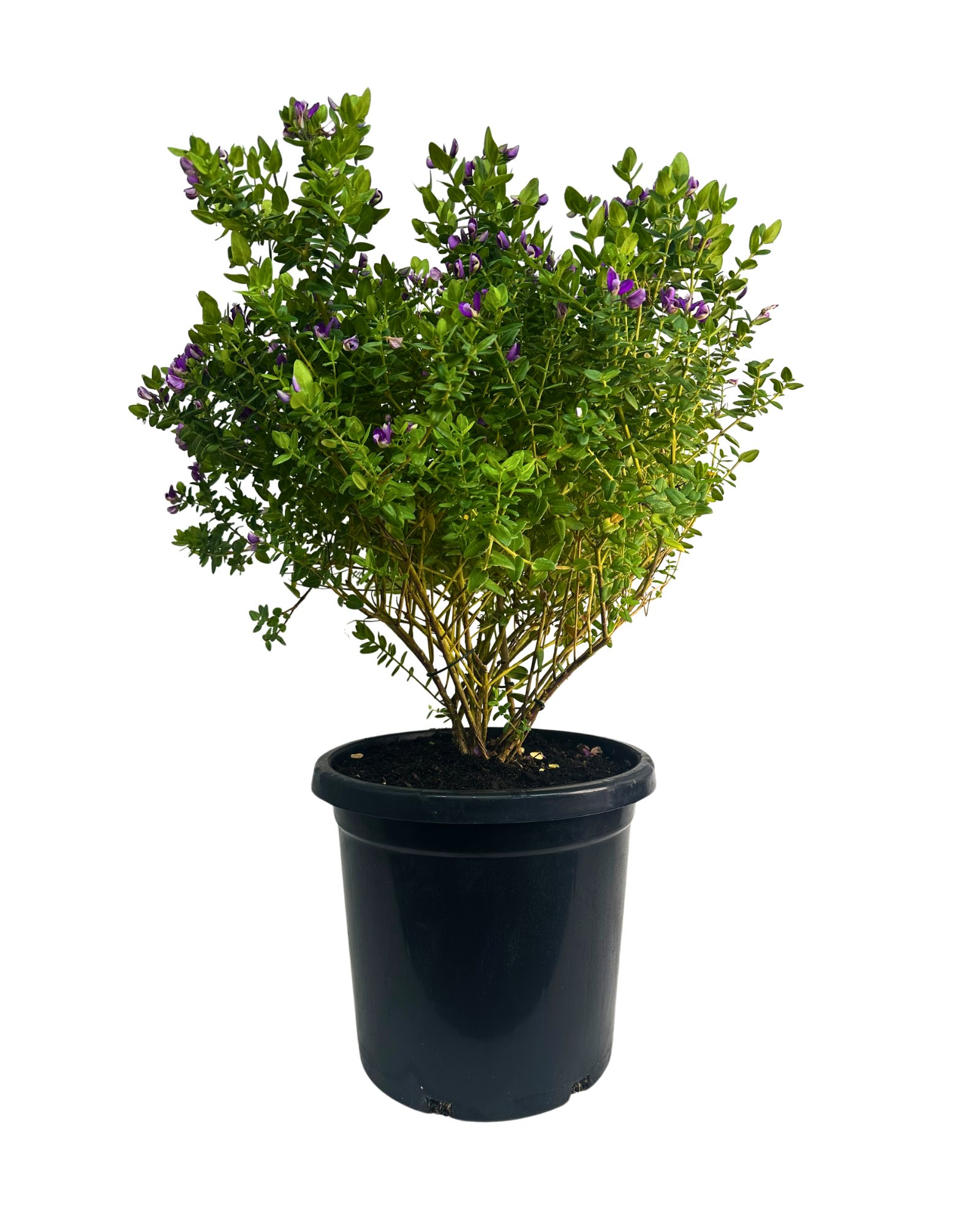 Polygala Little Polly