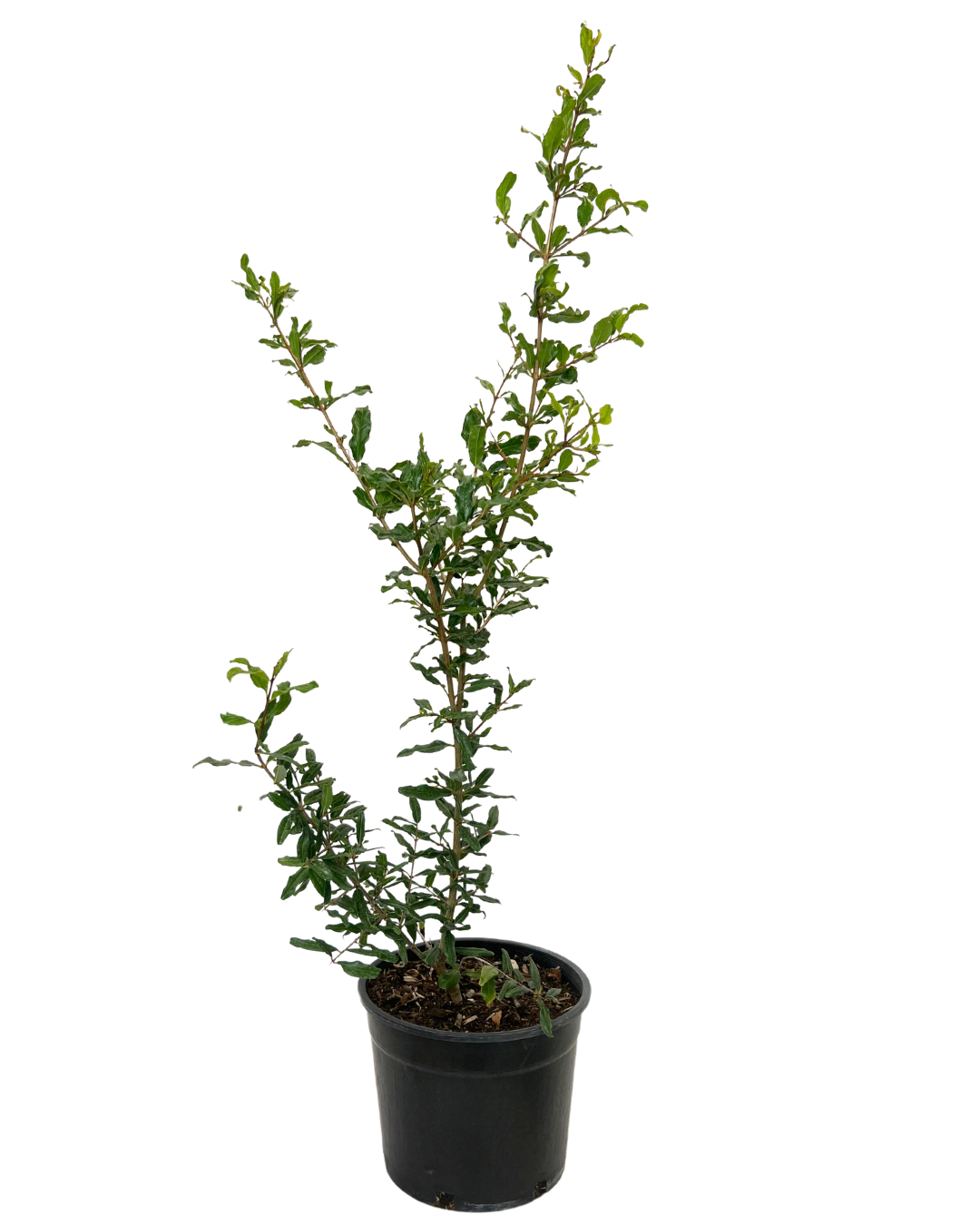 Pomegranete Wonderfull