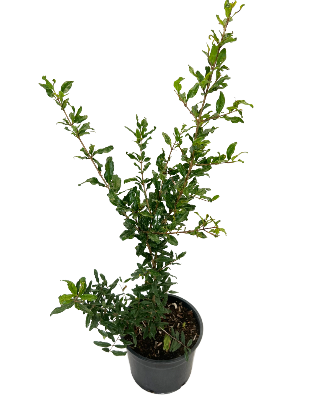 Pomegranete Wonderfull