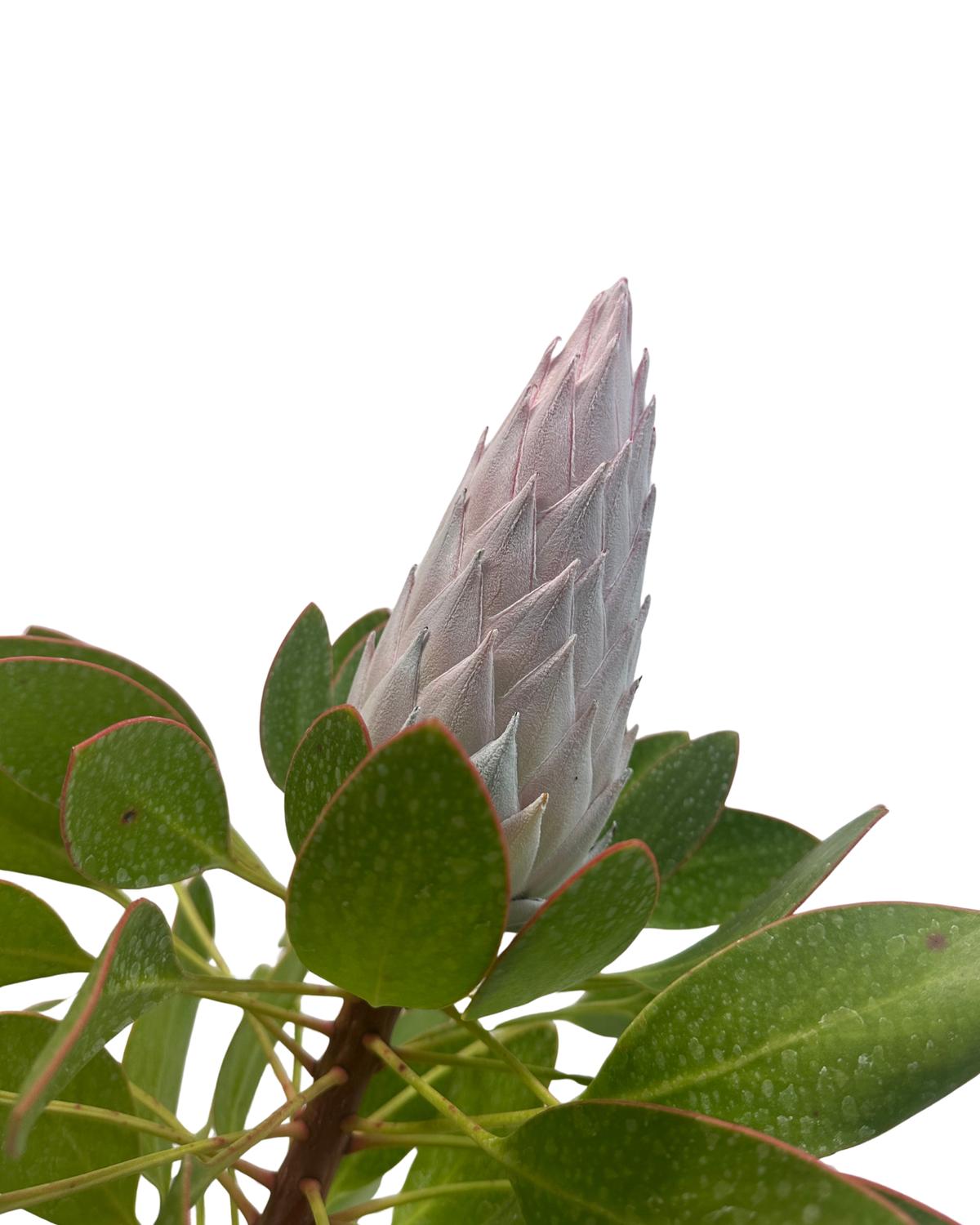 Protea King Pink