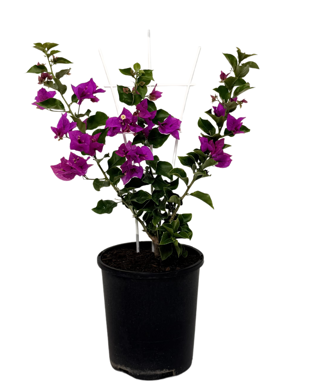 Bougainvillea Bambino Zulu