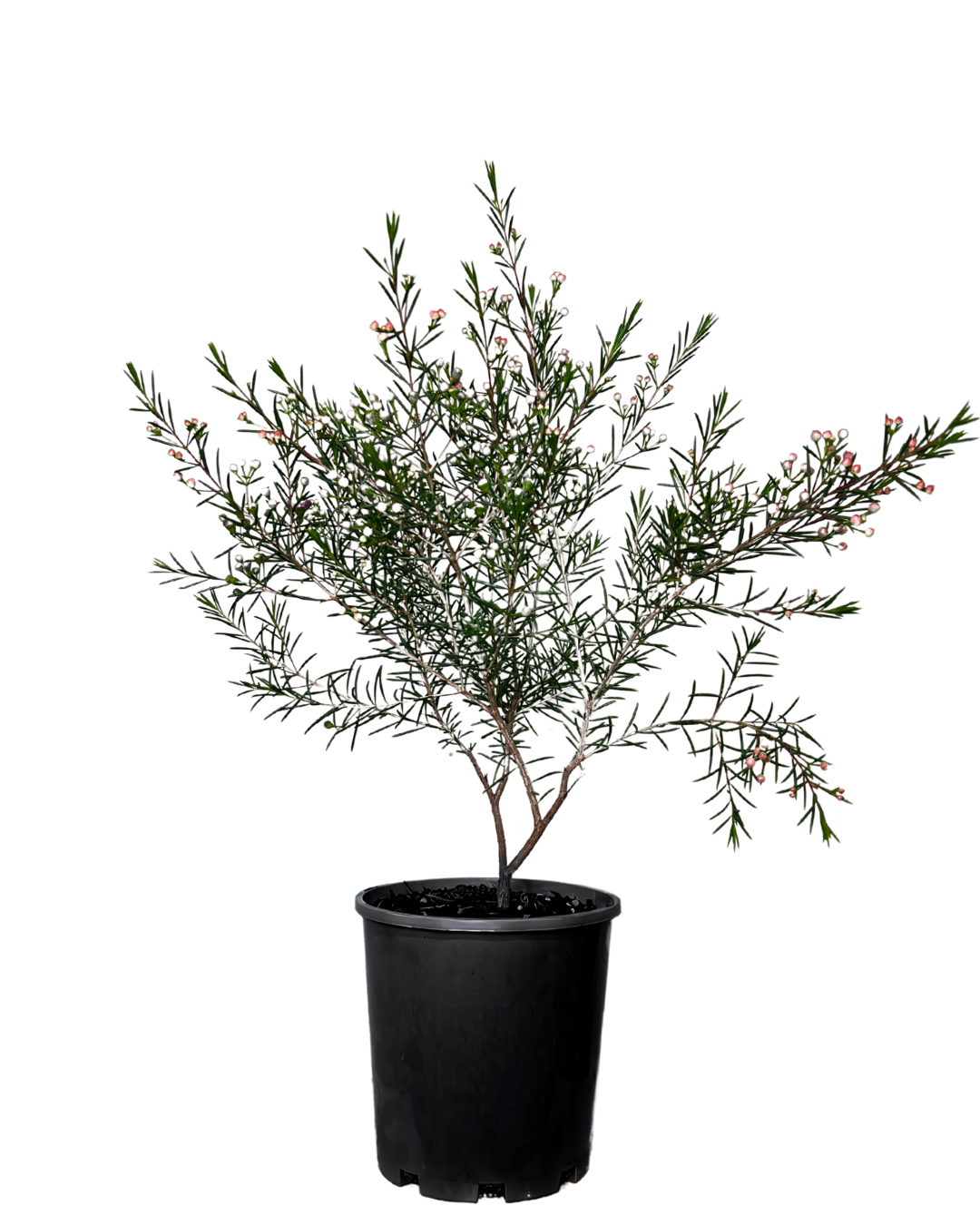 Geraldton Wax - Chamelaucium Purple Giant